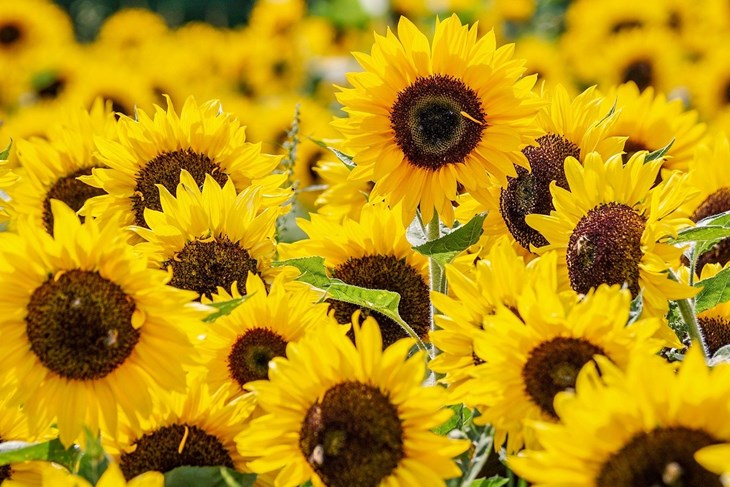 Ilustracija (Foto: Pixabay)