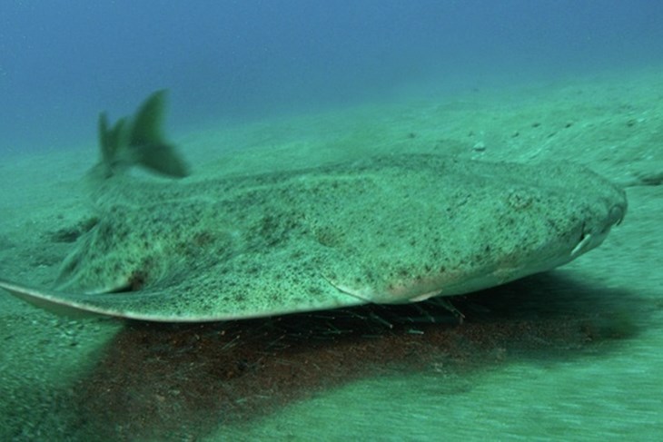 Angelshark (Squatina squatina) off Tenerife, Canary Islands (Autor: Philippe Guillaume / 	Slingshot)