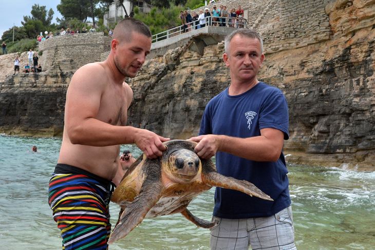 Jedna od brojnih glavatih želvi koje su puštene u more nakon oporavka ( Snimio Danilo Memedović)