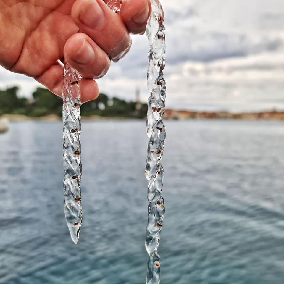 Obična salpa (Foto: IRB -ROVINJ)