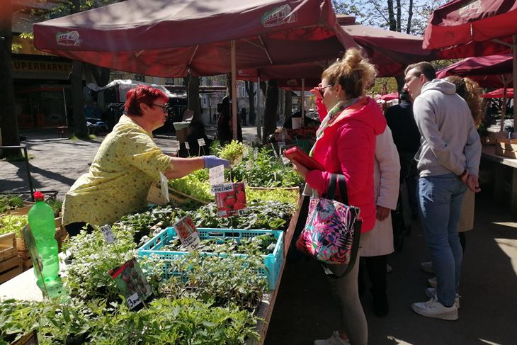 Ponuda sadnica na pulskoj tržnici (Snimila Lara BAGAR)