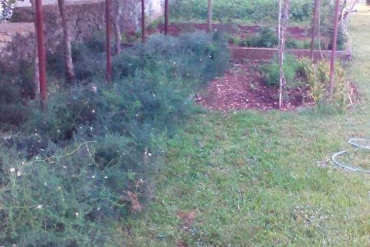 Plantaža divljih šparuga
