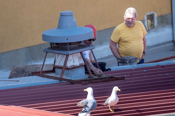 Foto Damir Bošnjak (Pulska svakodnevnica)