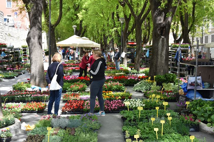 Sajam cvijeća na ozelenjelim Giardinima (snimio Duško MARUŠIĆ ČIČI)