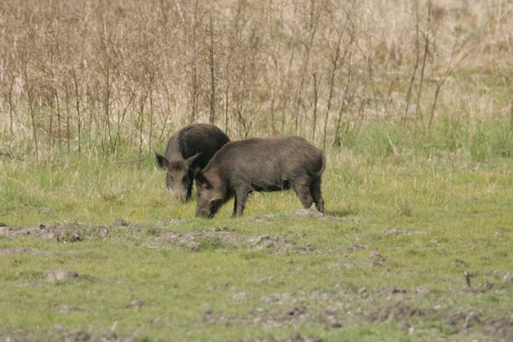 (Foto Branko BIOČIĆ)