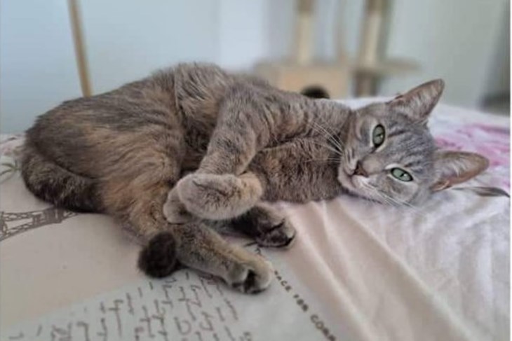 Maca Njunja