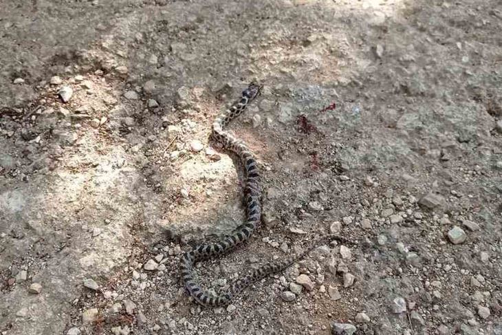 Zmija koja se uvukla u kuću (snimio čitatelj)