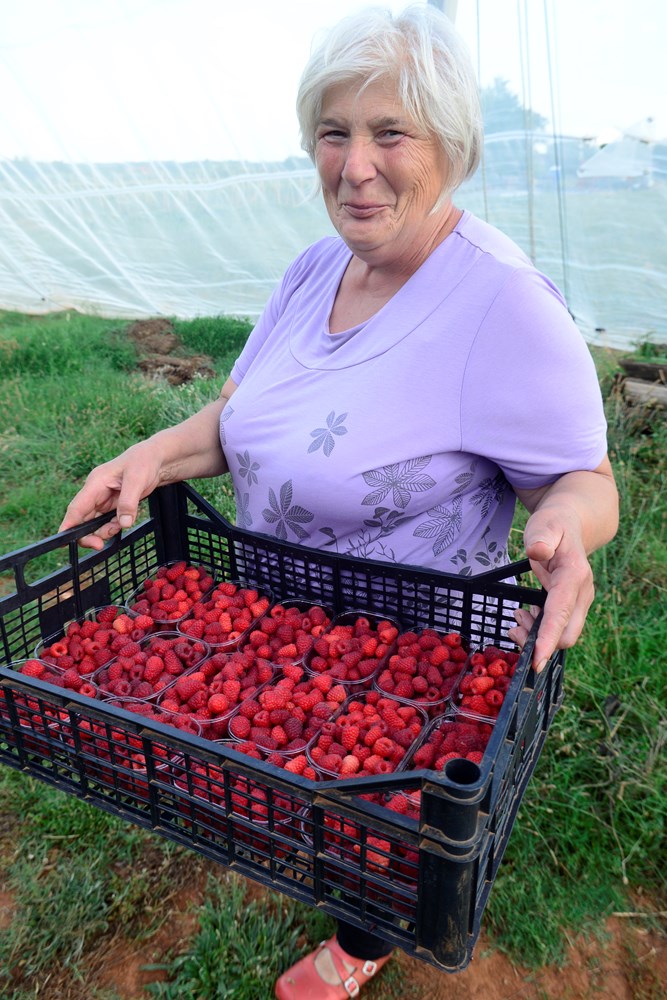 Istarske bobe (snimio Dejan ŠTIFANIĆ)