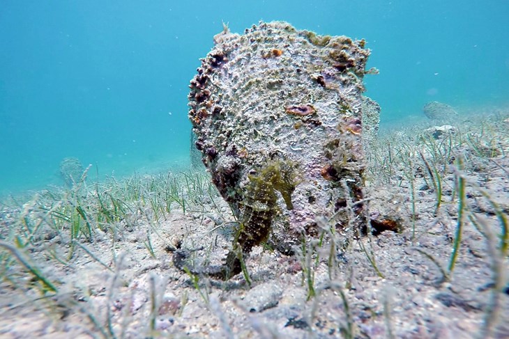 Žive periske su danas iznimno rijetke (Foto Udruge Eko more Medulin)