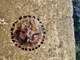 Kompas meduza na Valkanama (Snimio Amir Musemić)