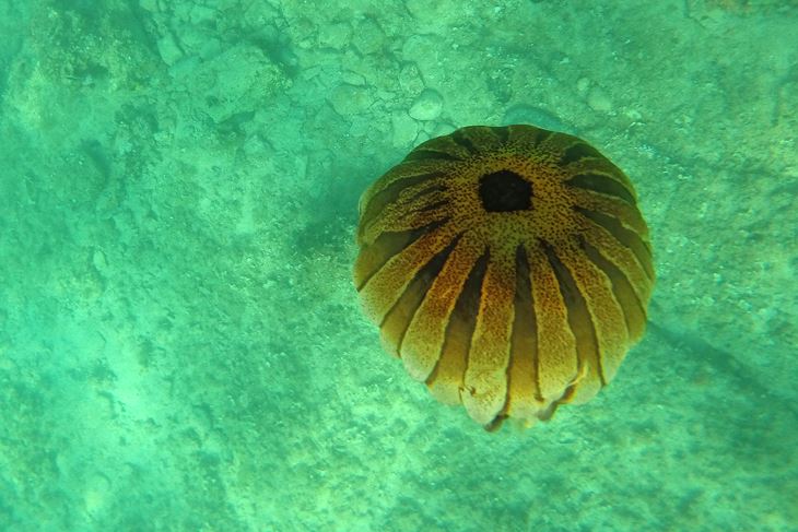 Kompas meduza (Snimio Manuel Angelini / Arhiva)