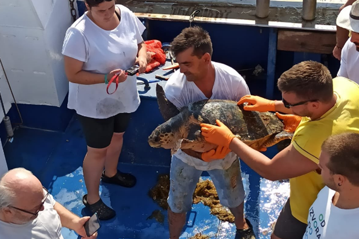 Glavata želva spašena iz mreže (Foto IZOR)