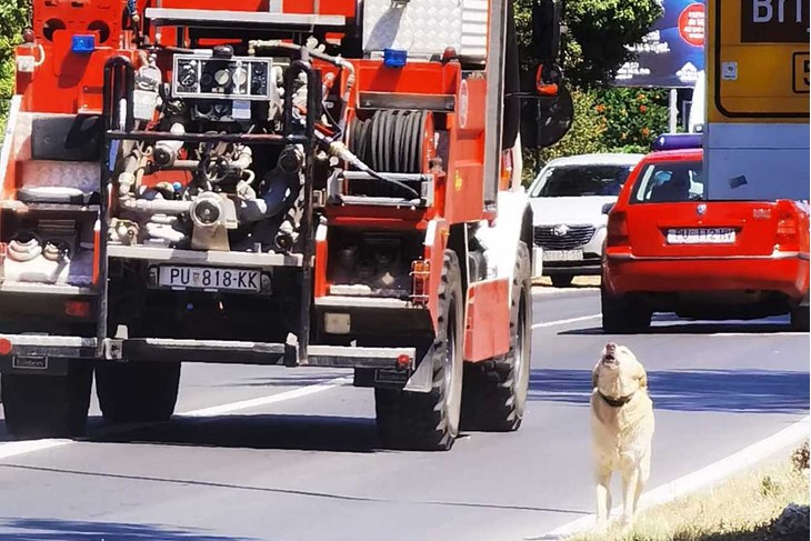 Pas Boni zavija s vatrogascima na Velom Vrhu (Foto: čitatelj)
