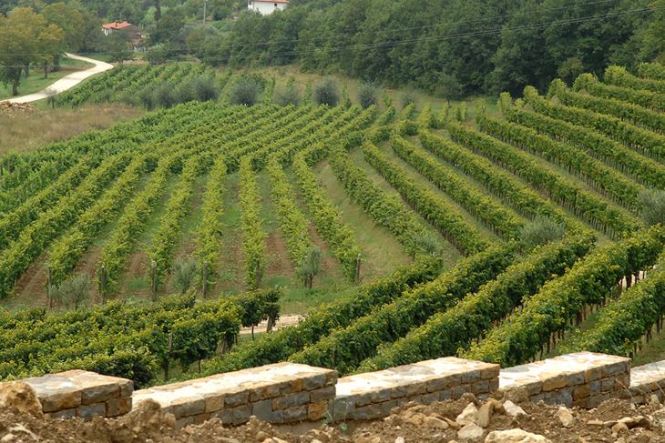 Momjanski vinogradi već su nadaleko poznati po svojoj ljepoti - mora li se i to uništiti? (Snimio Milivoj Mijošek)