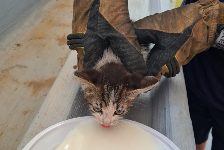 Maca se trenutno nalazi u umaškoj vatrogasnoj postaji (Foto: JVP Umag)