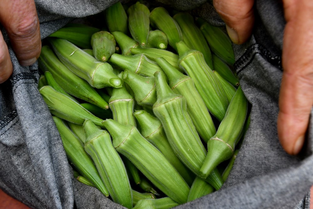 bamija