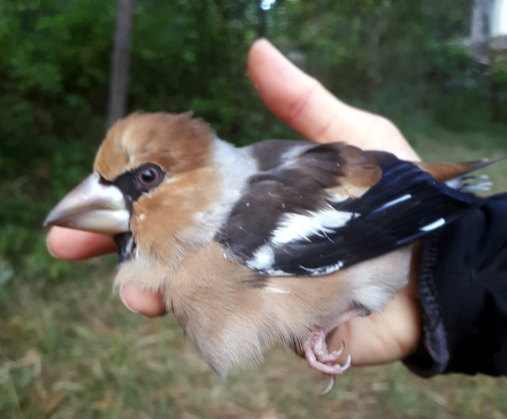 Kao jedina velika lokva na području Parka, Rovozna predstavlja važno odmorište za brojne vrsta ptica, koje je koriste kao izvor vode (Snimio Hrvoje Pleše)