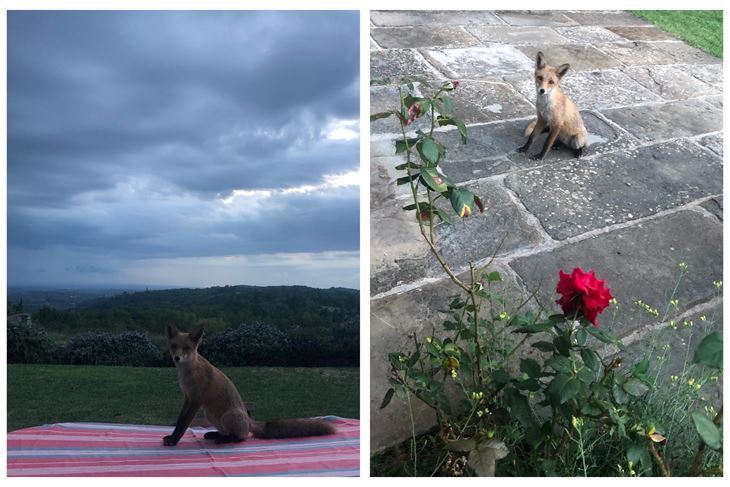 Foxy Lady s Jakovčićevog Facebooka
