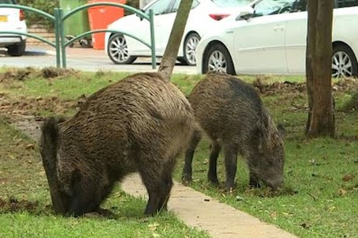 Divlje svinje sve češće ulaze u gradove (Arhiv Glasa Istre)