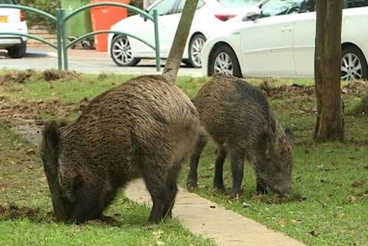 Divlje svinje sve češće ulaze u gradove (Arhiv Glasa Istre)