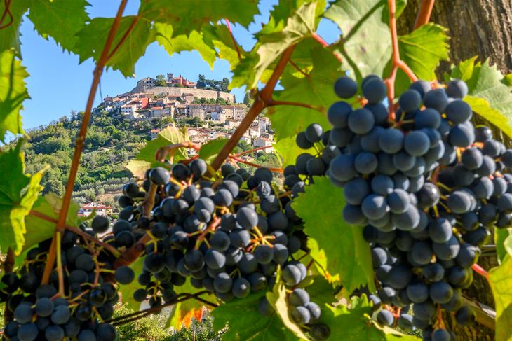 Teran je iznimno važan za Motovun i njegovu okolicu (foto: Colours of Istria)