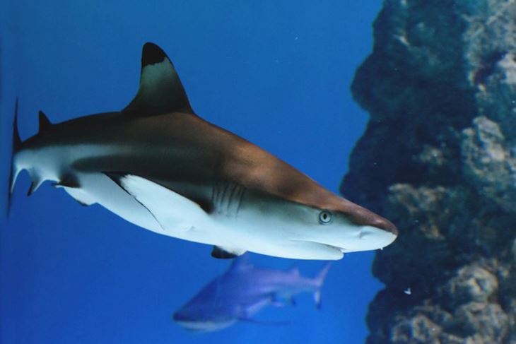 Morski pas u pulskom Aquariumu(Foto Aquarium Pula)