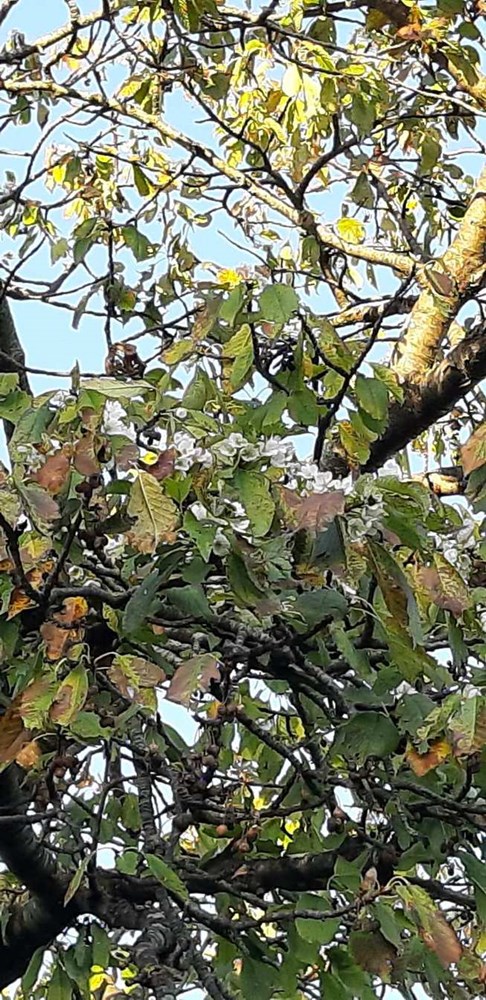 Trešnja u Pinezićima