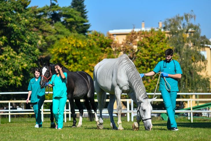Studenti veterine s konjskim pacijentima