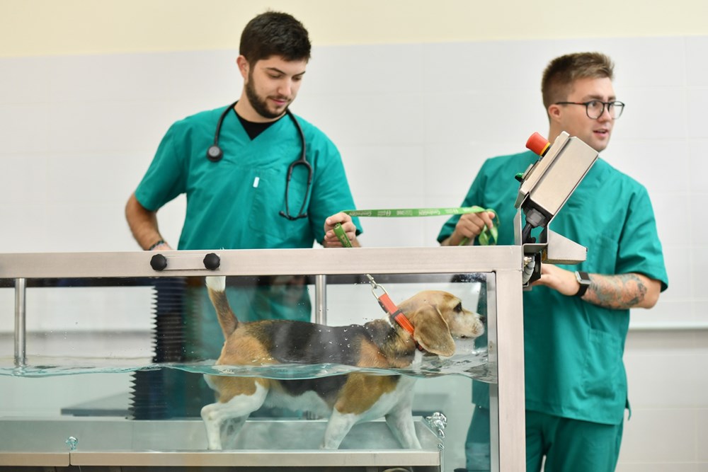 Fizikalna terapija u bazenu na Veterinarskom fakultetu u Zagrebu