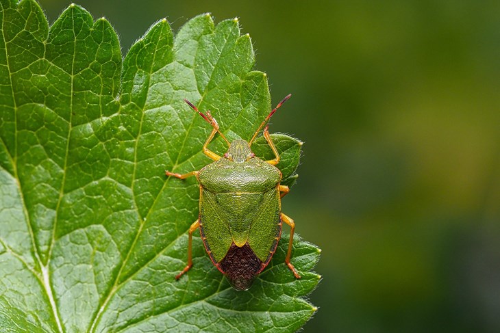 Ilustracija (foto Pixabay)