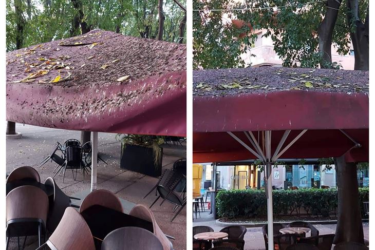 Prljavi suncobrani na Giardinima