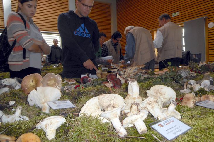 Ilustracija (Foto arhiv Glasa Istre)