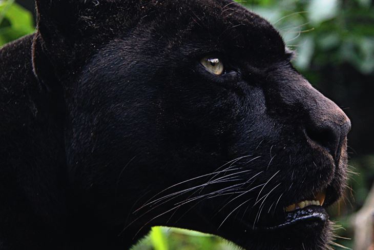 Jaguar (foto: Pixabay)