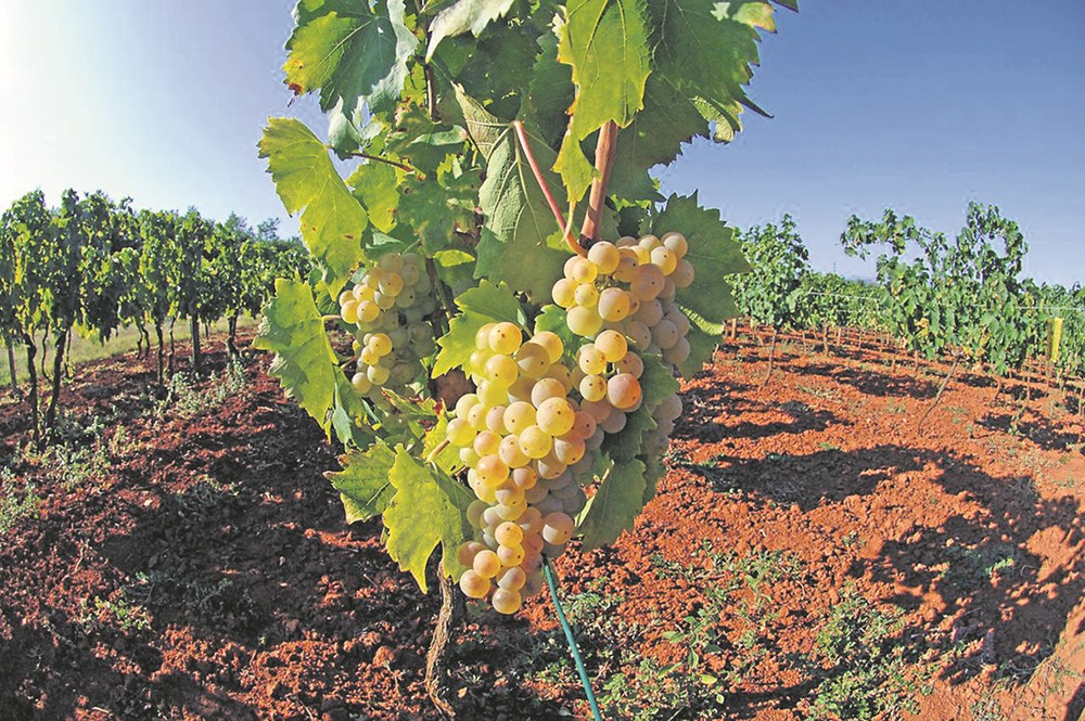 Donacija Zaklade za suzbijanje šteta na vinovoj lozi koje na više lokacija u Istri uzrokuje američki cvrčak čime se doprinosi očuvanju i unapređenju tradicije proizvodnje vina na poluotoku