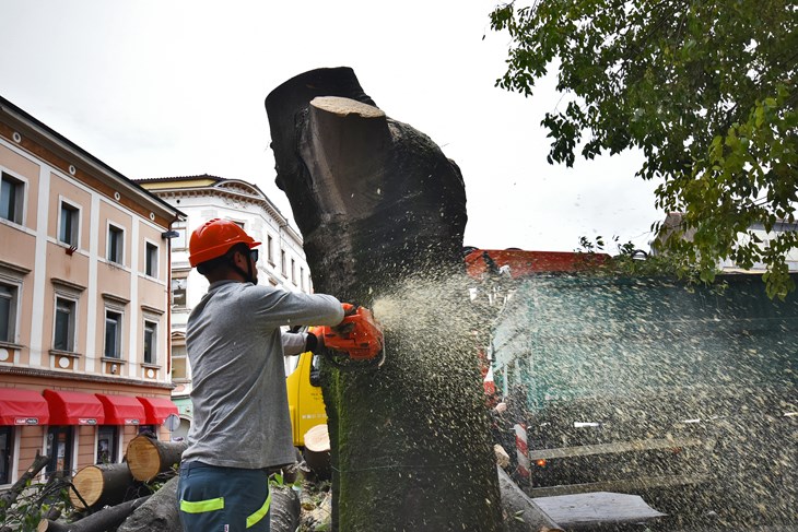 Prvo je palo stablo u blizini Portarate (Snimio Duško Marušić Čiči)