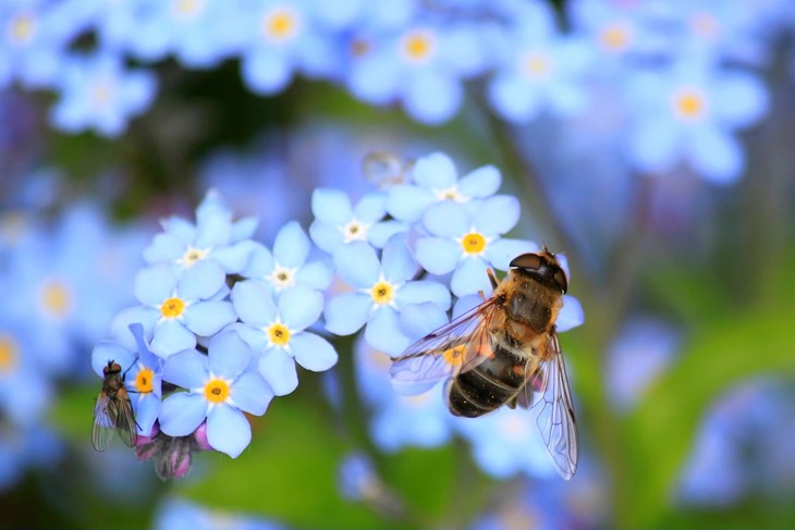 Pčele definiraju kvalitetu prostora u kojem netko živi (Pixabay)