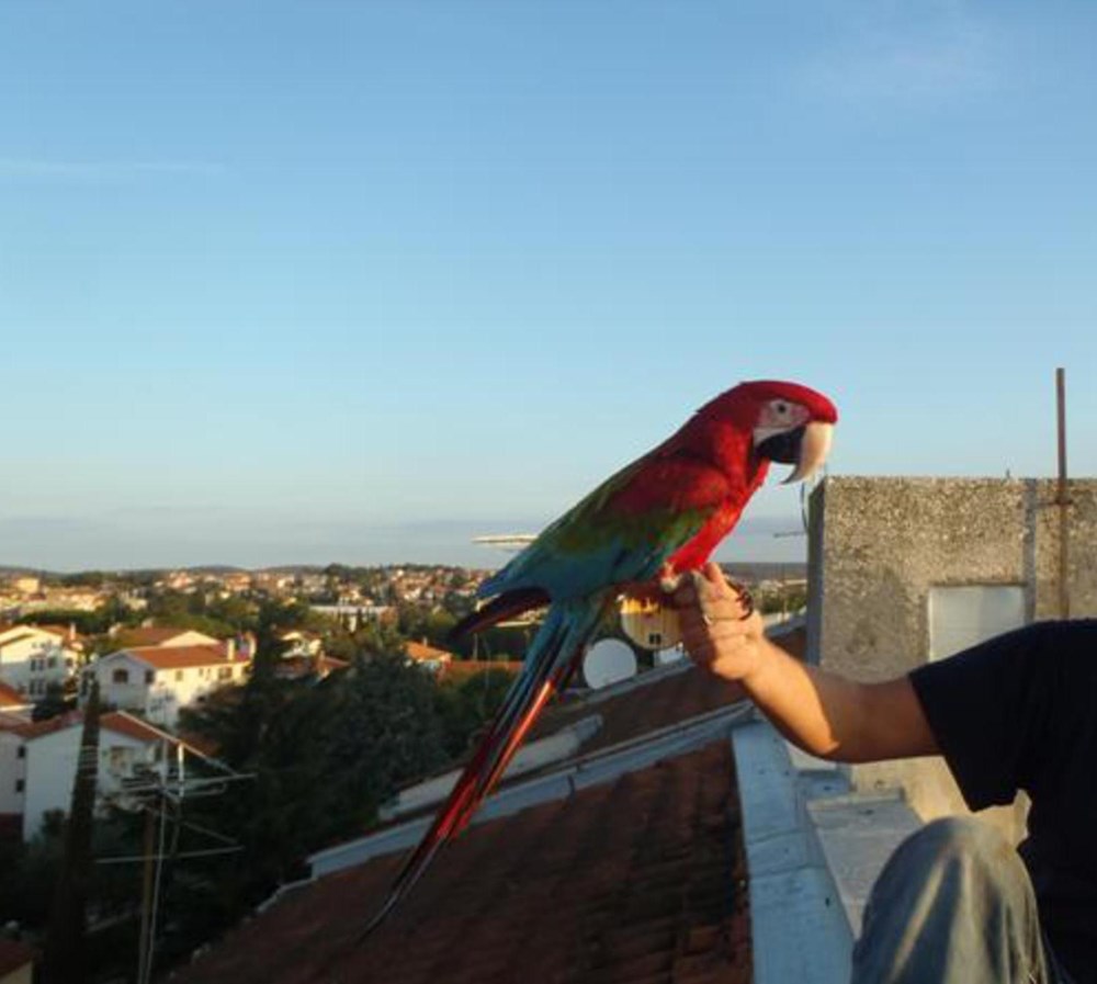 Spašavanje papige s krova (foto: JVP Rovinj)