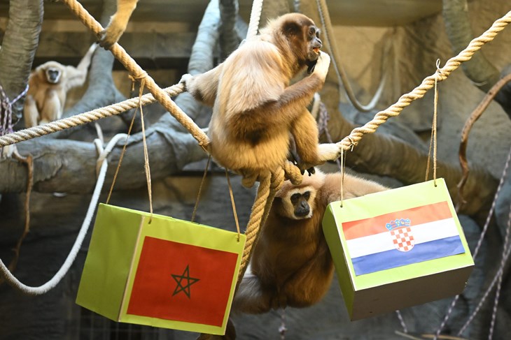 Foto: Goran Mehkek / CROPIX