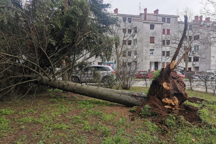 Iščupano stablo kod labinskog Doma zdravlja
