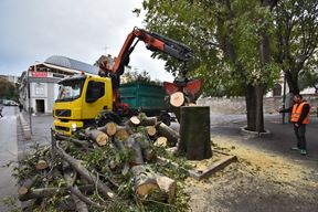 U studenom je odrađena prva faza uklanjanja opasnih stabala na Giardinima (Snimio Duško Marušić Čiči)