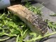 Škola kuhanja by The Outlaw Chef: Salatin "alla Fažana"