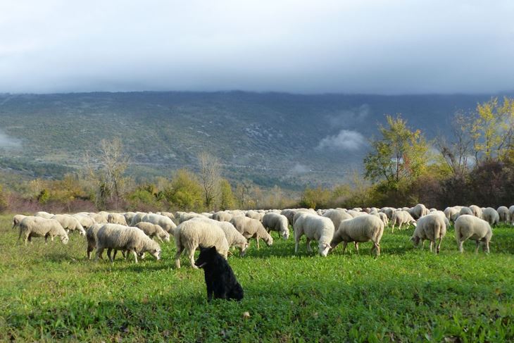 Revitalizacija travnjaka (foto: JU PARK PRIRODE UČKA)