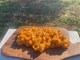 Škola kuhanja by The Outlaw Chef: Spaghetti "Naufragium Amores alla OioVivo"