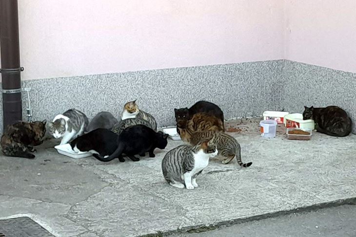 (Snimio Anđelo Dagostin)