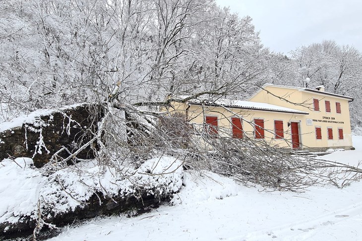 Srušilo se stablo na krov Spomen doma (Snimio Saša Aleksić)