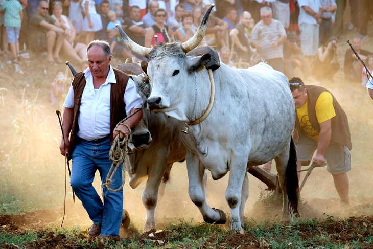 Kada je izgubio primarnu funkciju, jedino rješenje za spas boškarina bio je uzgoj radi mesa (snimio Milivoj MIJOŠEK)