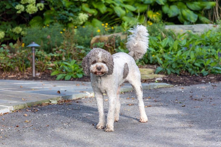 Lagotto romagnolo (Pixabay)