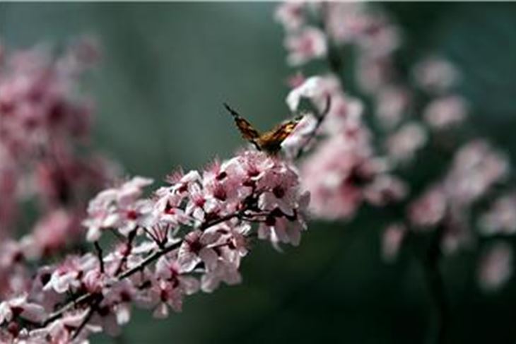 (Hina/EPA)