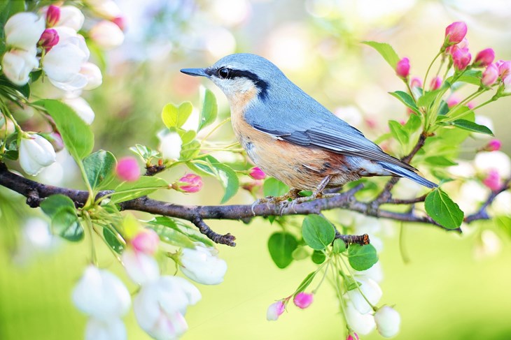 Ilustracija (foto: Pixabay)