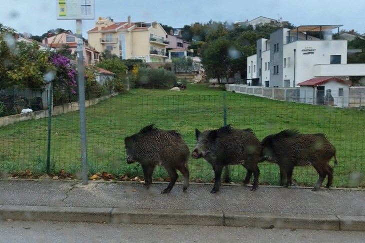Ilustracija / Divlje svinje sve češći "gosti" naseljenih područja (foto Enes Seferagić)
